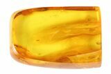 Fossil Larva In Baltic Amber #93821-2
